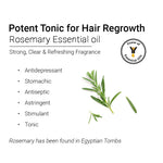 Rosemary Essential Oil, Natural Therapeutic Grade, Hair Growth, Hair Fall Control & Nourishment, Even Skin Tone 10ml