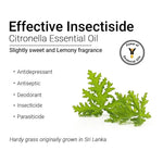 Citronella Essential Oil, Therapeutic, Pure & Natural, Insect & Mosquito Repellent, Antiseptic, Mood Up lifter 10ml
