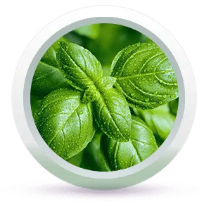 Root Active Hair Vitalizer Enriched with Lemongrass,Rosemary,Lavender,Basil & Tea Tree